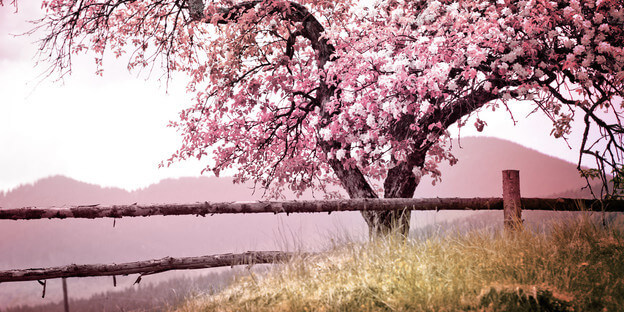 Blühender Baum im Frühling