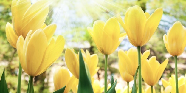 Frühling